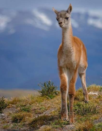 Turismo Fortaleza Patagonia Puerto Natales Luaran gambar